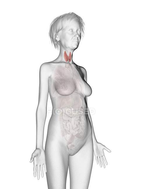 Silueta gris de silueta de mujer mayor con glándula tiroides resaltada . - foto de stock