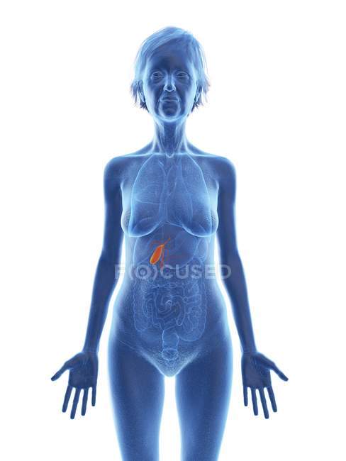 Illustration of senior woman silhouette with colored gallbladder on white background. — Stock Photo