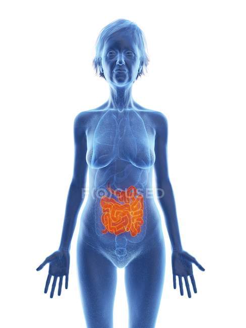 Illustration of senior woman silhouette with colored small intestine on white background. — Stock Photo