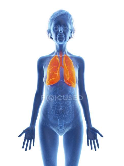 Ilustración de silueta de mujer mayor con pulmones de color sobre fondo blanco . - foto de stock