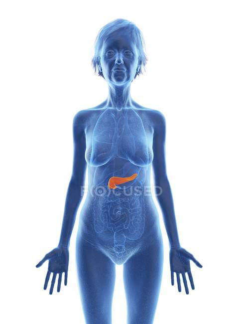 Blaue Silhouette einer Seniorin mit Bauchspeicheldrüse im Körper. — Stockfoto
