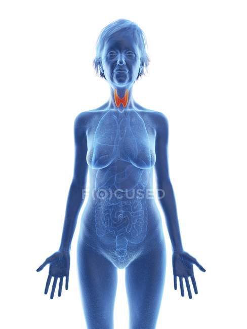 Синій силует старшої жінки силует з підсвіченою щитовидною залозою . — стокове фото