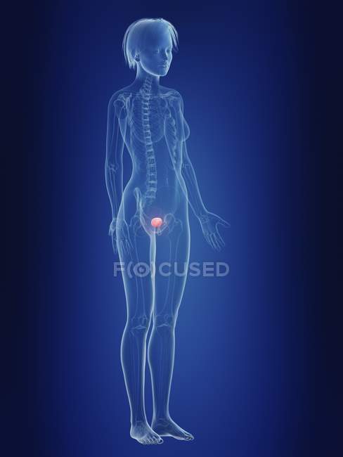 Illustrazione della silhouette femminile con vescica dolorosa . — Foto stock