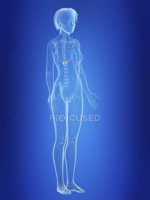 Illustration des glandes surrénales dans la silhouette du corps féminin . — Photo de stock