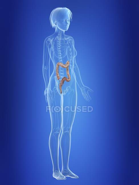 Ilustración de colon en silueta del cuerpo femenino . - foto de stock