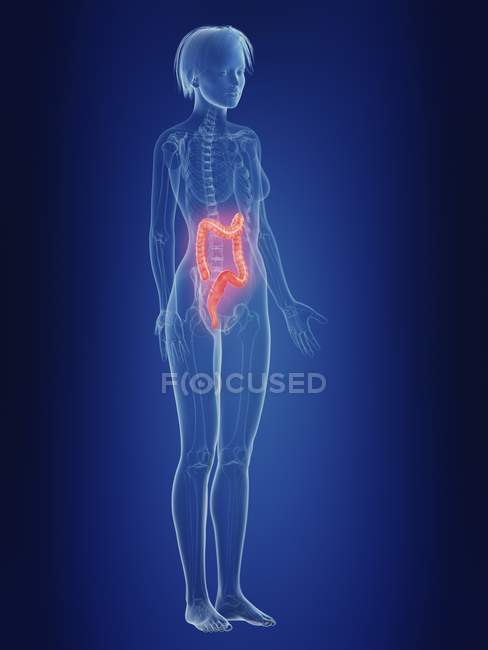 Ilustración de silueta femenina con colon doloroso . - foto de stock