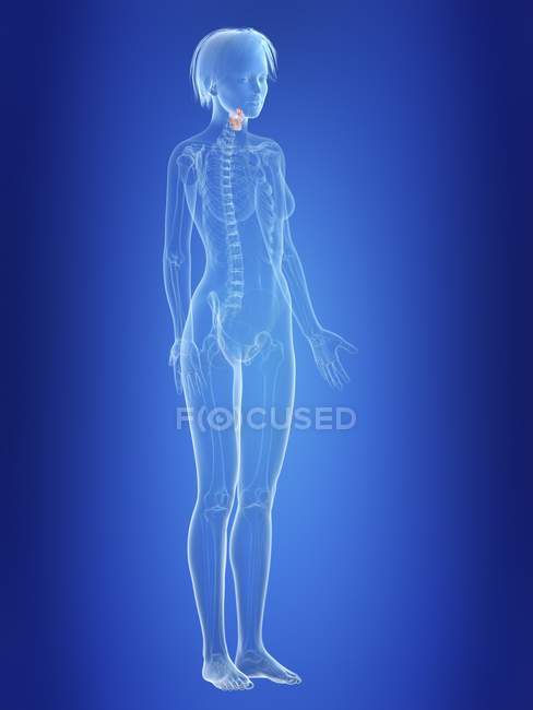 Darstellung des Kehlkopfes in der Silhouette des weiblichen Körpers. — Stockfoto