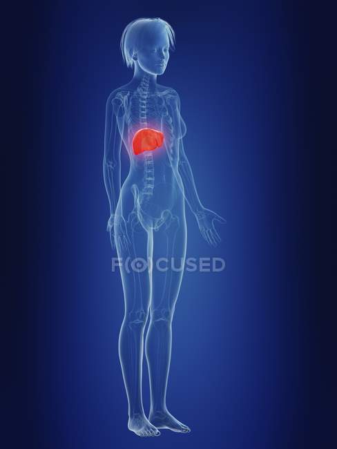 Illustrazione della silhouette femminile con fegato doloroso . — Foto stock