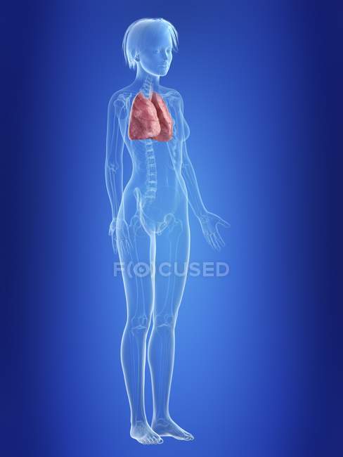 Ilustración de pulmones en silueta del cuerpo femenino . - foto de stock