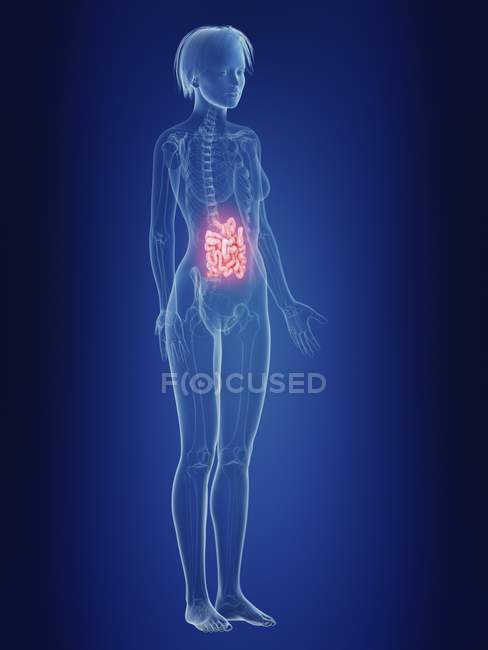 Ilustración de silueta femenina con intestino doloroso . - foto de stock
