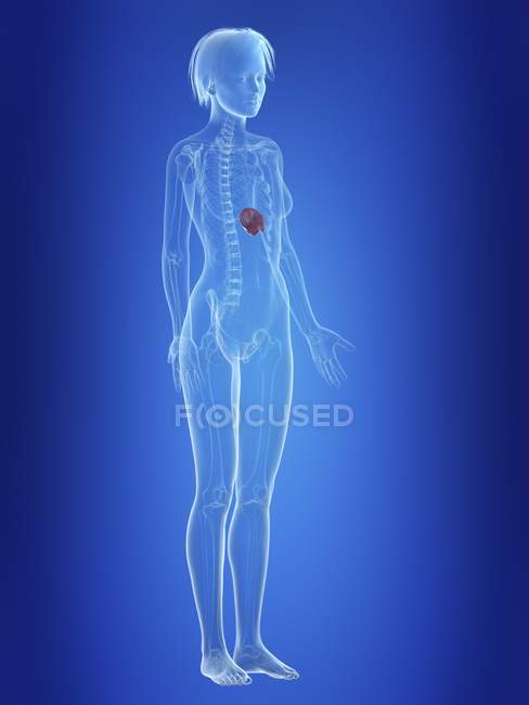 Illustration of spleen in silhouette of female body. — Stock Photo