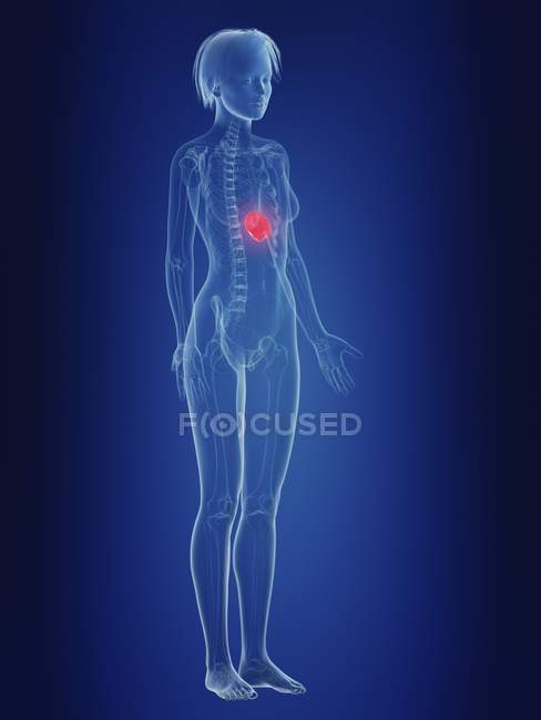 Illustration der weiblichen Silhouette mit schmerzhafter Milz. — Stockfoto