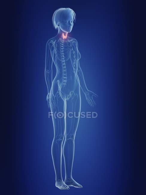Иллюстрация воспалённой щитовидной железы в силуэте женского тела . — стоковое фото