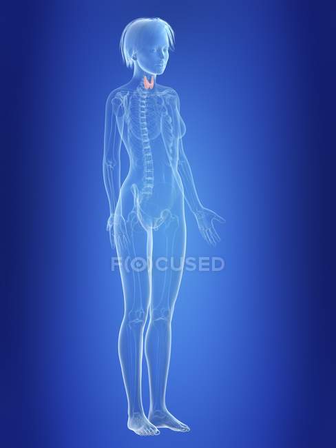 Ilustração da glândula tireóide na silhueta do corpo feminino . — Fotografia de Stock
