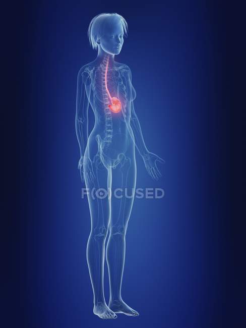 Ilustración de silueta femenina con dolor de estómago . - foto de stock