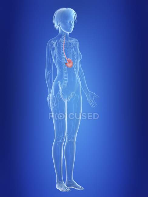 Illustrazione dello stomaco nella silhouette del corpo femminile
. — Foto stock