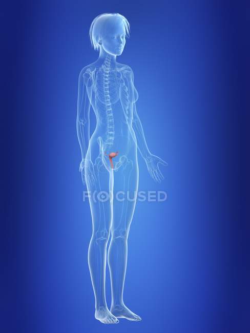 Ilustração do útero na silhueta do corpo feminino . — Fotografia de Stock