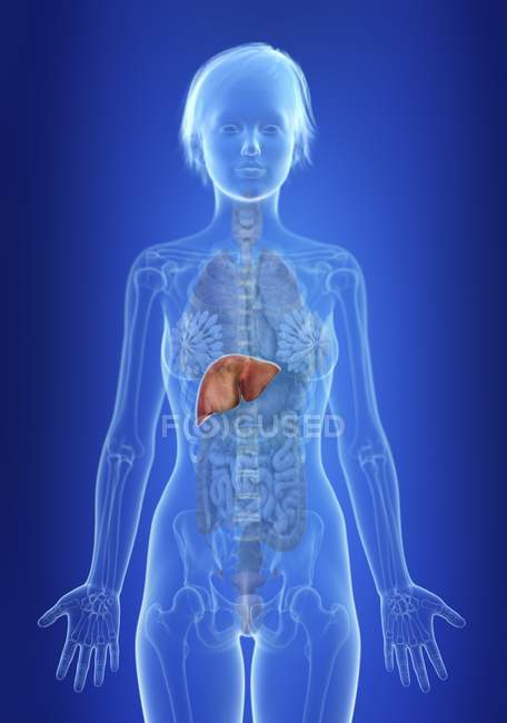 Illustration of liver in silhouette of female body. — Stock Photo