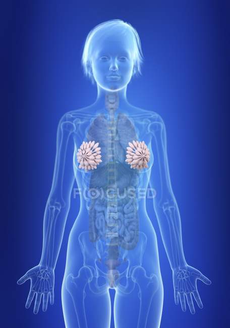 Illustration of mammary glands in silhouette of female body. — Stock Photo