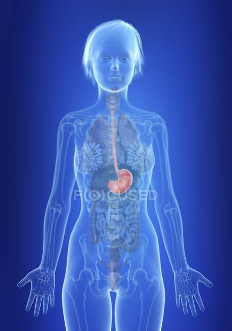 Illustrazione dello stomaco nella silhouette del corpo femminile . — Foto stock