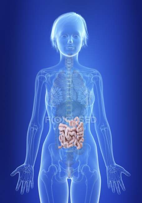 Illustration of small intestine in silhouette of female body. — Stock Photo
