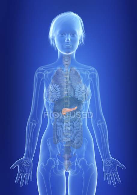 Ilustración del páncreas en silueta del cuerpo femenino . - foto de stock