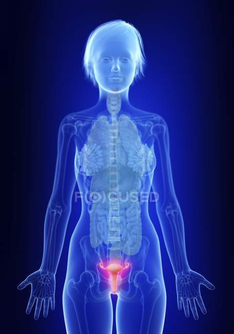 Illustration of human silhouette with inflamed uterus. — Stock Photo