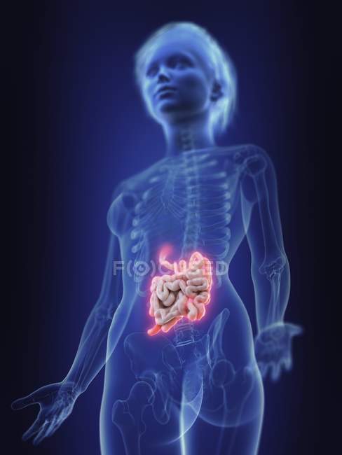 Ilustración de la silueta humana con el intestino delgado inflamado . - foto de stock