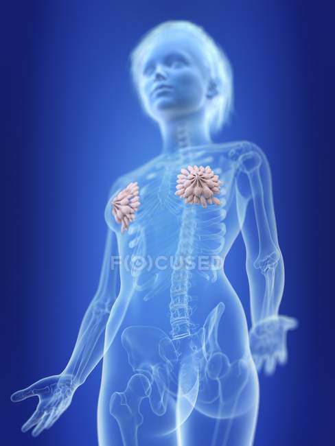 Illustration of female silhouette with highlighted mammary glands. — Stock Photo