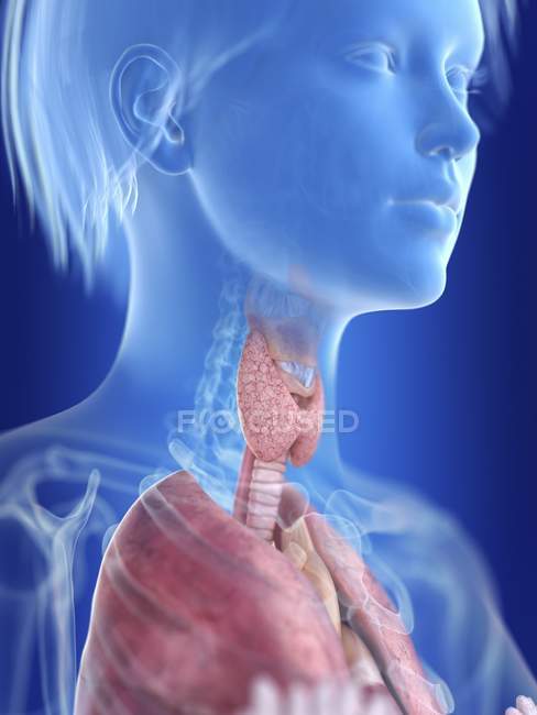 Ilustración de silueta femenina con glándula tiroides resaltada . - foto de stock
