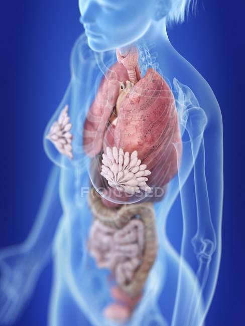 Иллюстрация женского силуэта с выделенной анатомией грудной клетки . — стоковое фото