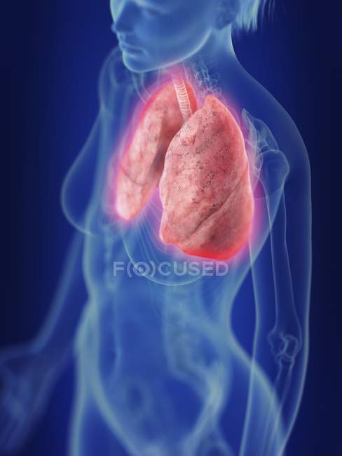 Ілюстрація людини силует з запалення легенів. — стокове фото