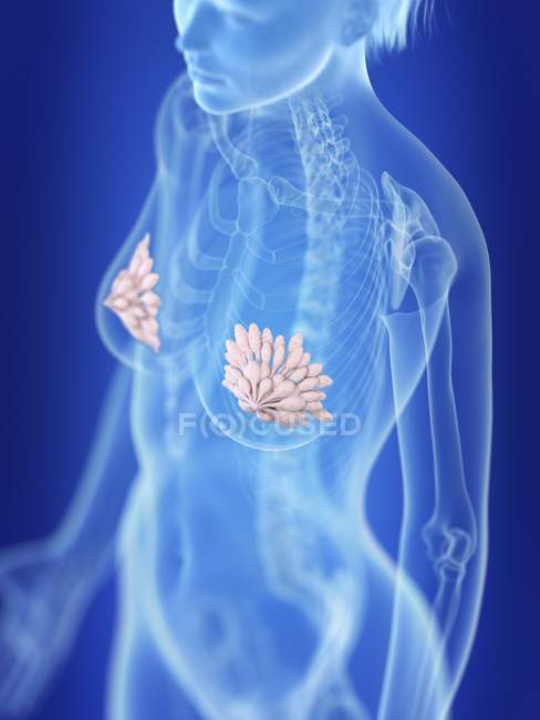 Ilustración de silueta femenina con glándulas mamarias destacadas . - foto de stock