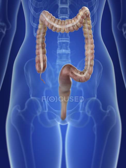 Illustration of female silhouette with highlighted colon. — Stock Photo