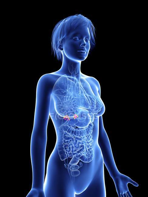Illustration of female silhouette with highlighted adrenal gland. — Stock Photo