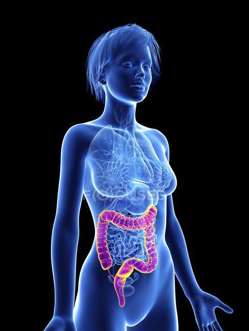 Illustration of female silhouette with highlighted colon. — Stock Photo
