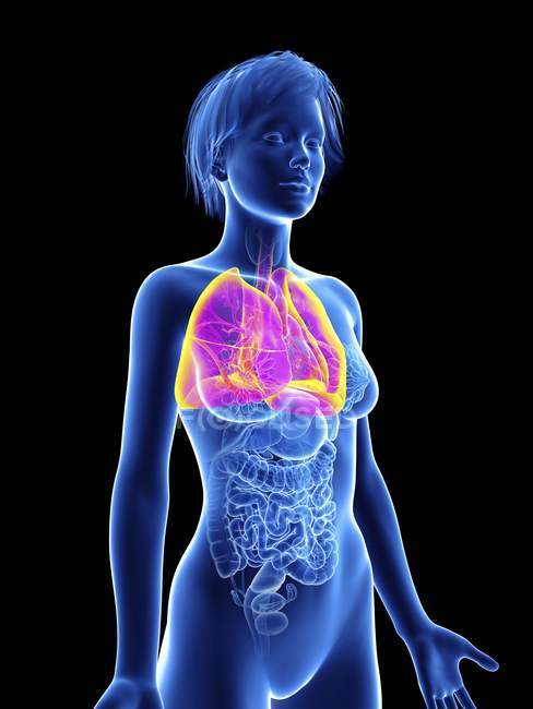 Illustration of female silhouette with highlighted lungs. — Stock Photo