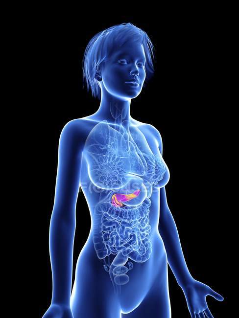 Illustration of female silhouette with highlighted pancreas. — Stock Photo