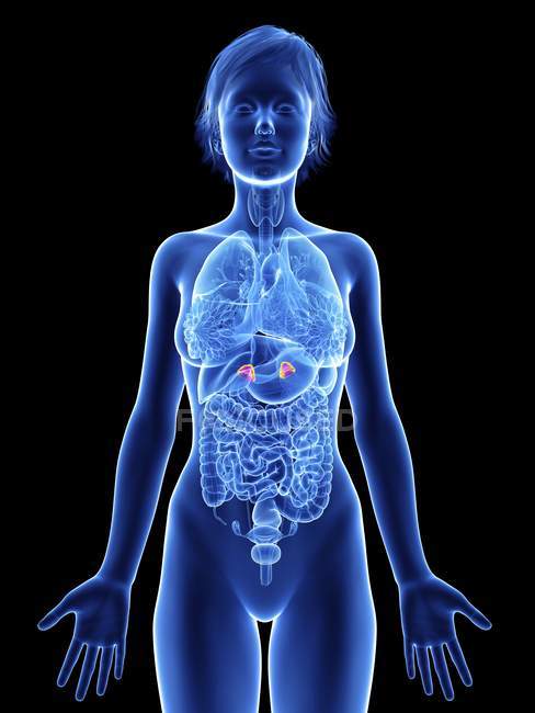 Illustration of female silhouette with highlighted adrenal glands. — Stock Photo