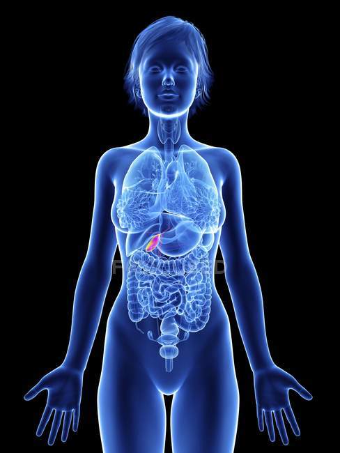 Illustration of female silhouette with highlighted gallbladder. — Stock Photo