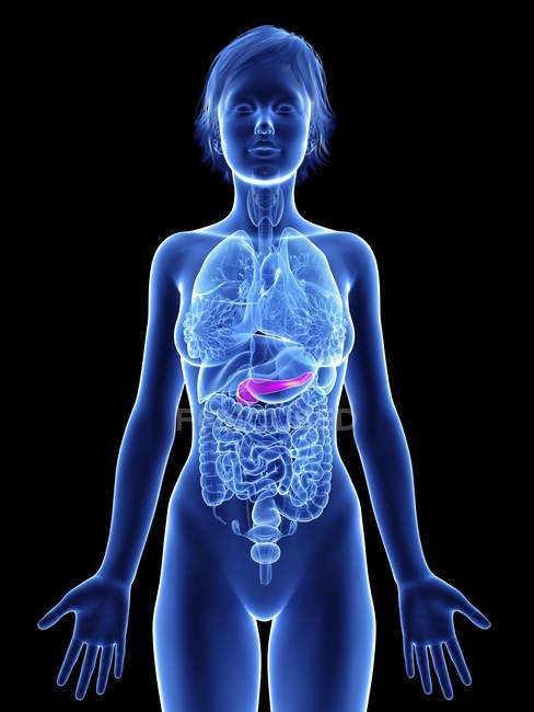 Illustrazione della silhouette femminile con pancreas evidenziato . — Foto stock