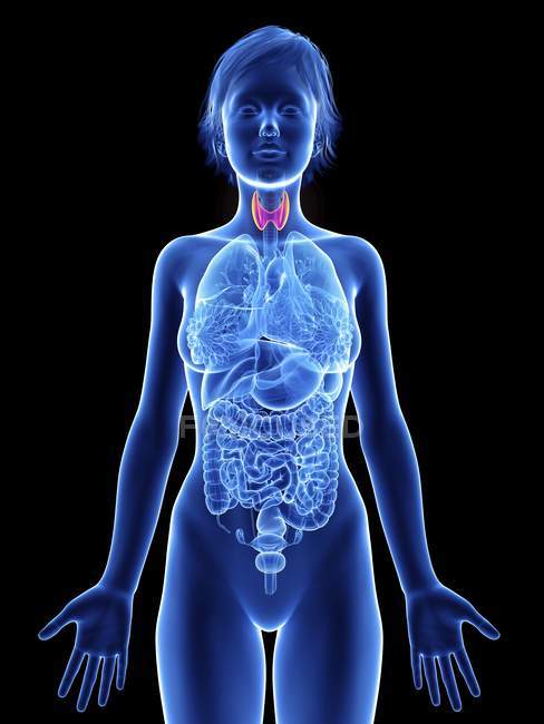 Illustration of female silhouette with highlighted thyroid glands. — Stock Photo