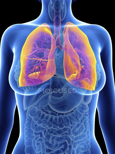 Ілюстрація жіночий силует з виділених легені. — стокове фото