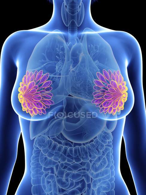 Illustration of female silhouette with highlighted mammary glands. — Stock Photo