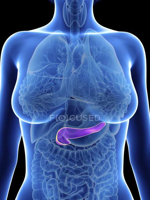 Illustration of female silhouette with highlighted pancreas. — Stock Photo