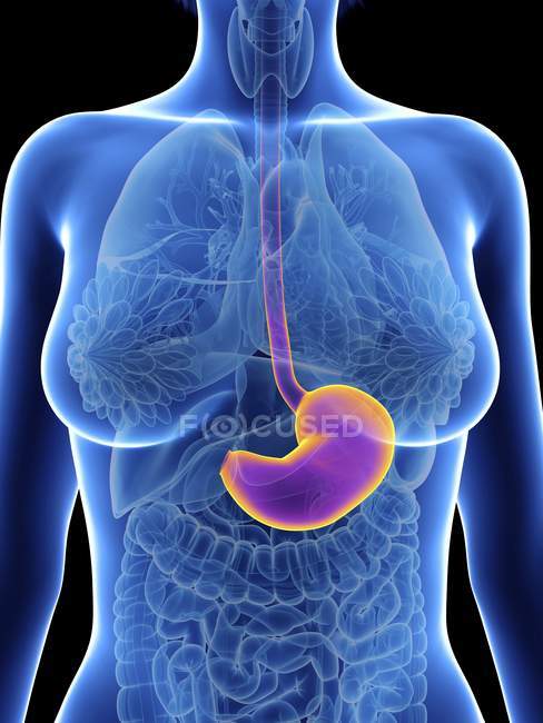 Illustration of female silhouette with highlighted stomach. — Stock Photo