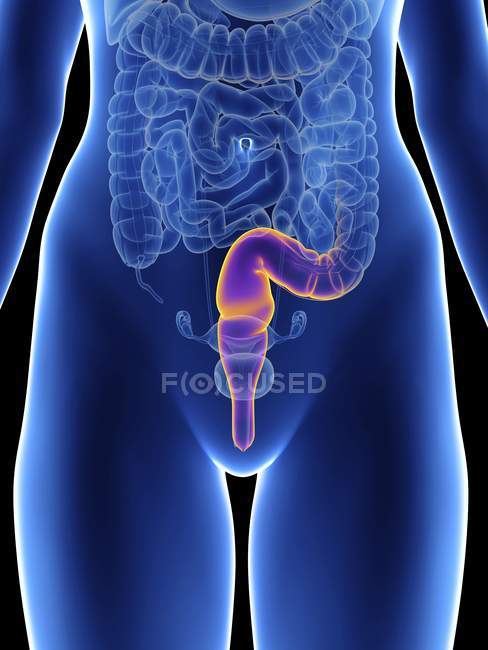 Illustration of female silhouette with highlighted rectum. — Stock Photo