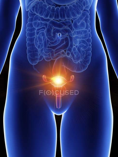 Illustration of female silhouette with highlighted painful uterus. — Stock Photo