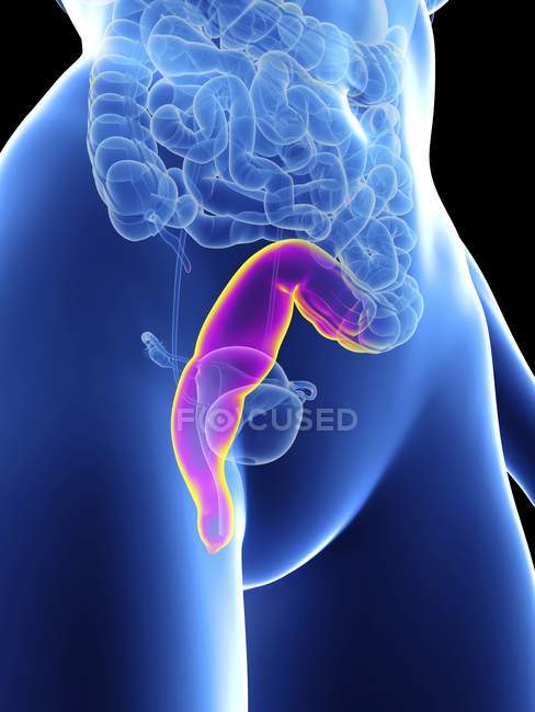 Illustration of female silhouette with highlighted rectum. — Stock Photo