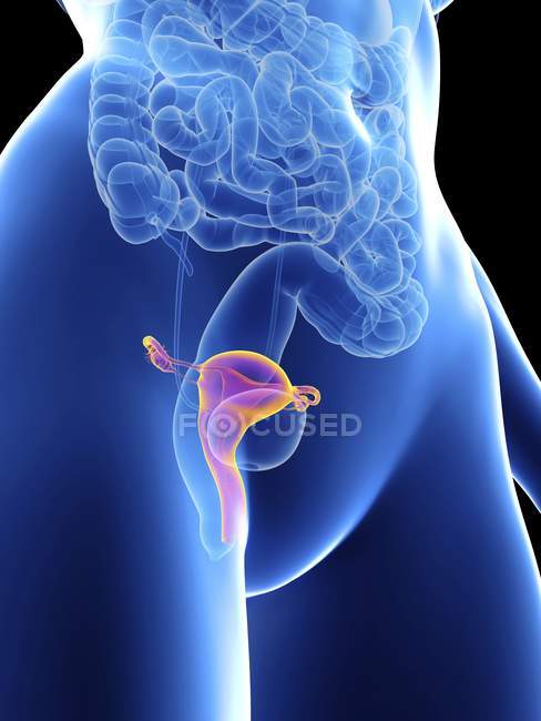 Illustration of female silhouette with highlighted uterus. — Stock Photo